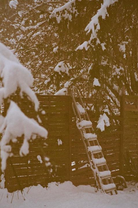 A ladder covered in snow leans against a wooden fence next to a snow-covered tree.