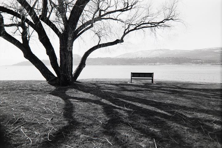 A large tree with bare branches casts long shadows across a grassy area next to a body of water with a bench and mountains in the distance.