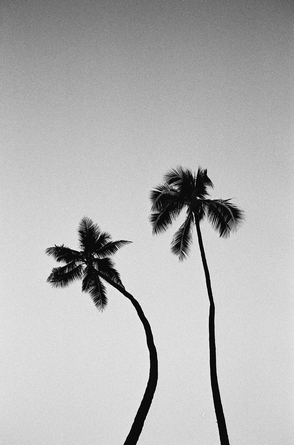 Two palm trees are silhouetted against a bright sky.