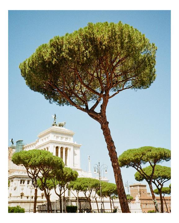 A large stone pine tree stands in front of a white marble building with statues on its roof.