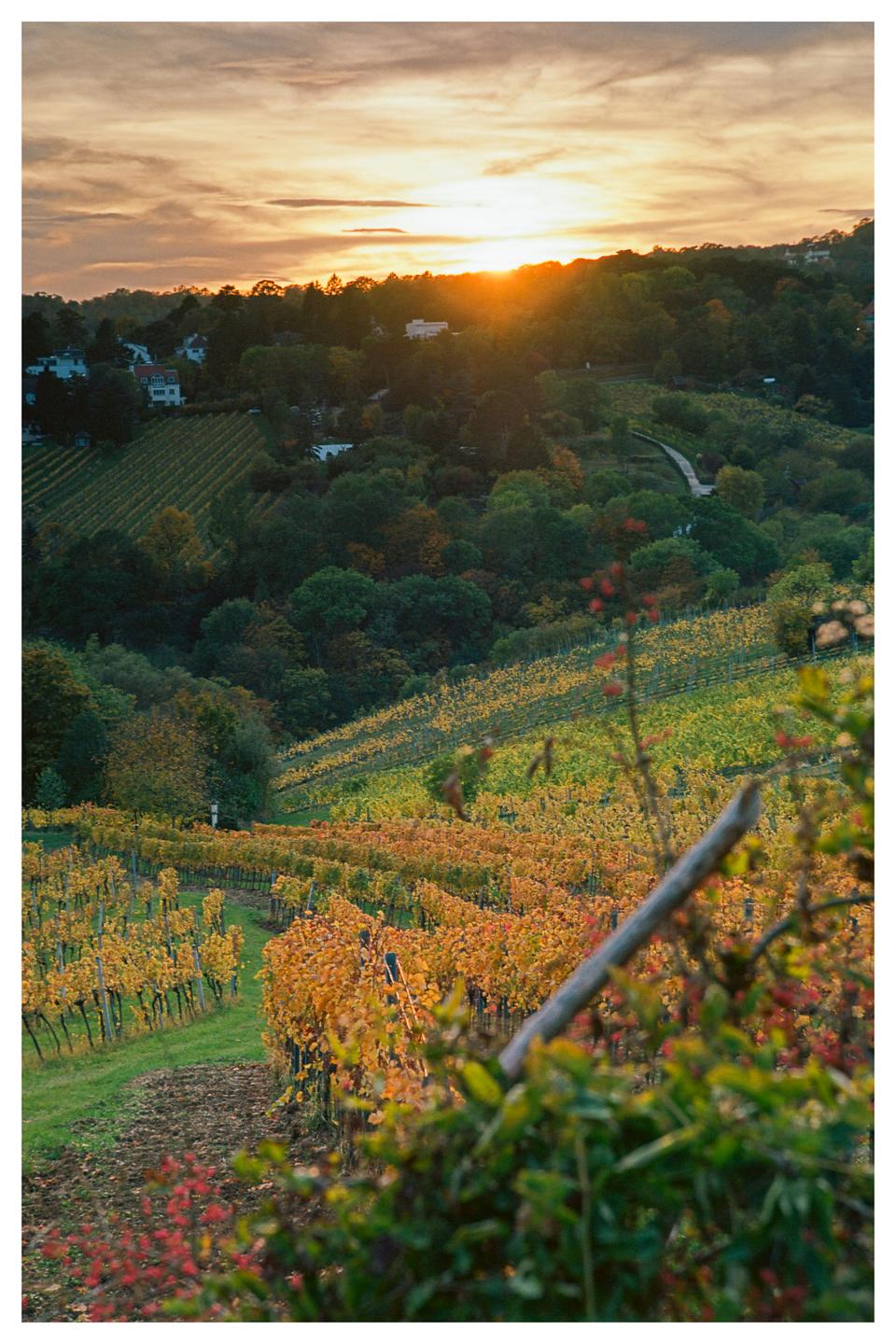 A vineyard with autumn foliage is visible at sunset, with a town and forest in the background.