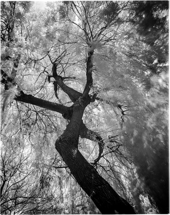 A low-angle view shows the trunk and branches of a tree against a bright sky.