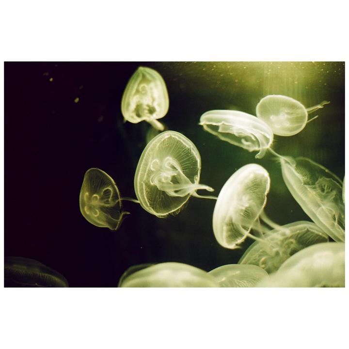 A group of jellyfish with translucent bodies floats in dark water.