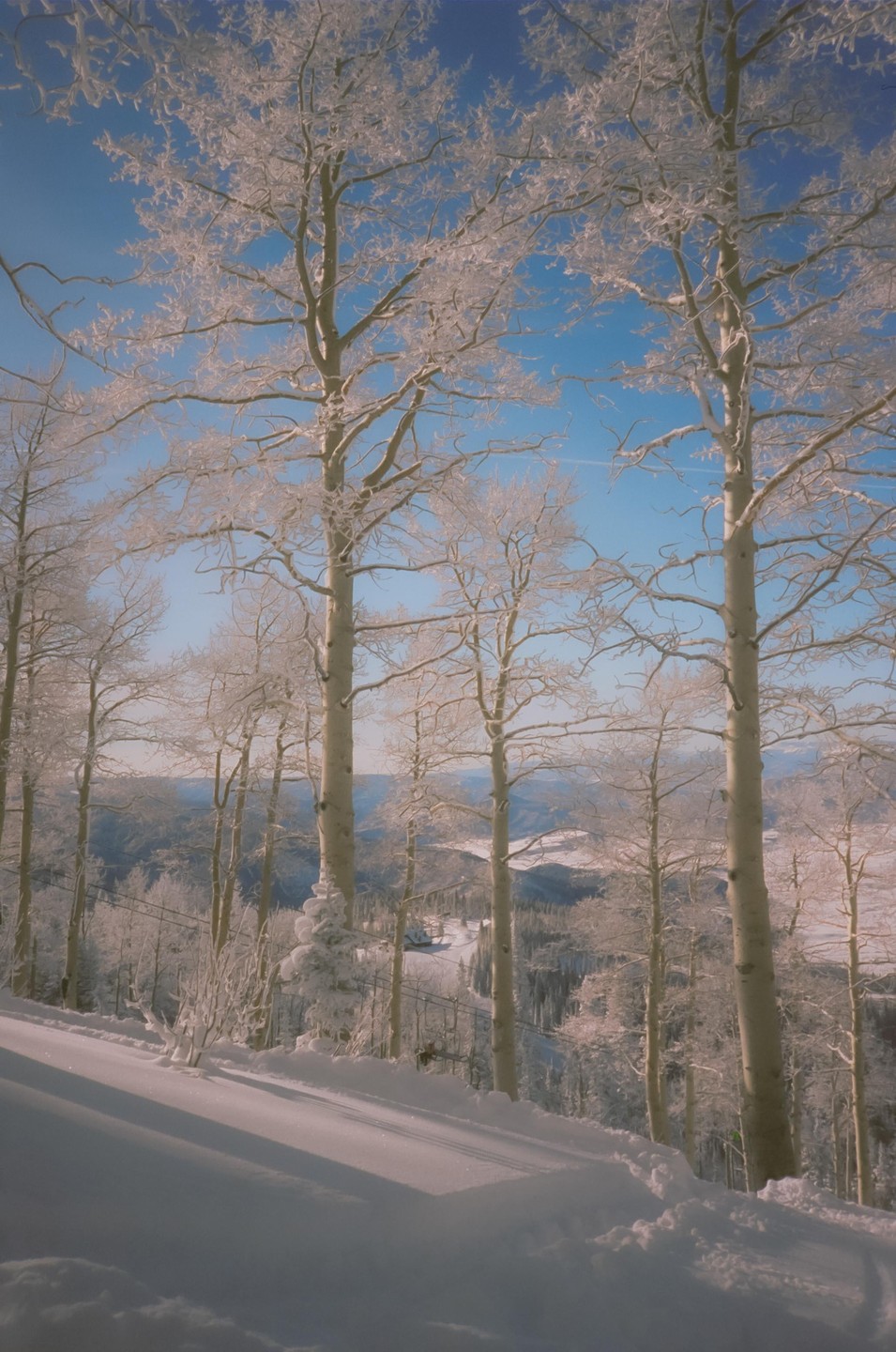 Snow-covered trees stand on a slope overlooking a valley with more trees and mountains in the distance under a clear blue sky.