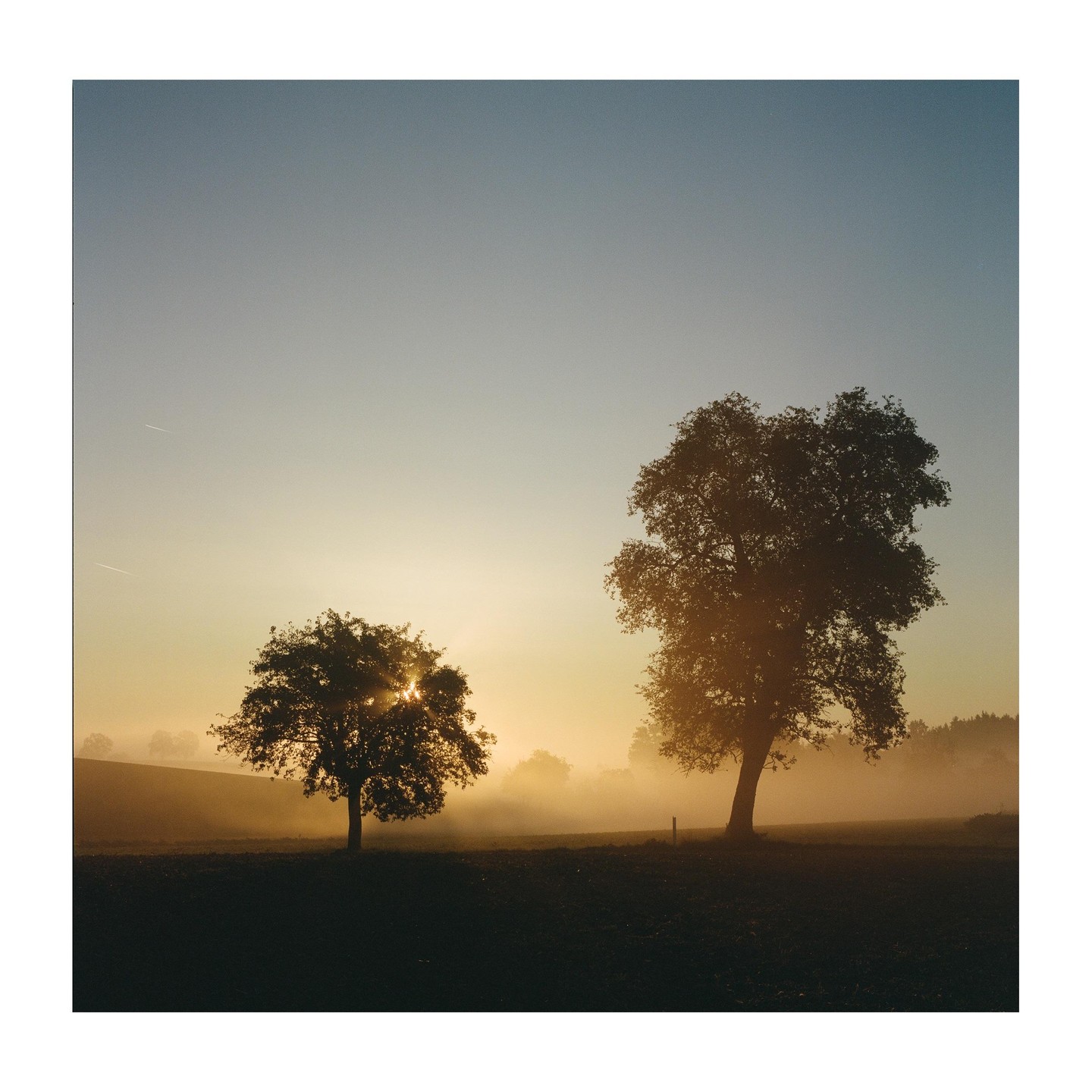 Two trees stand silhouetted against a hazy, golden sky at dawn.