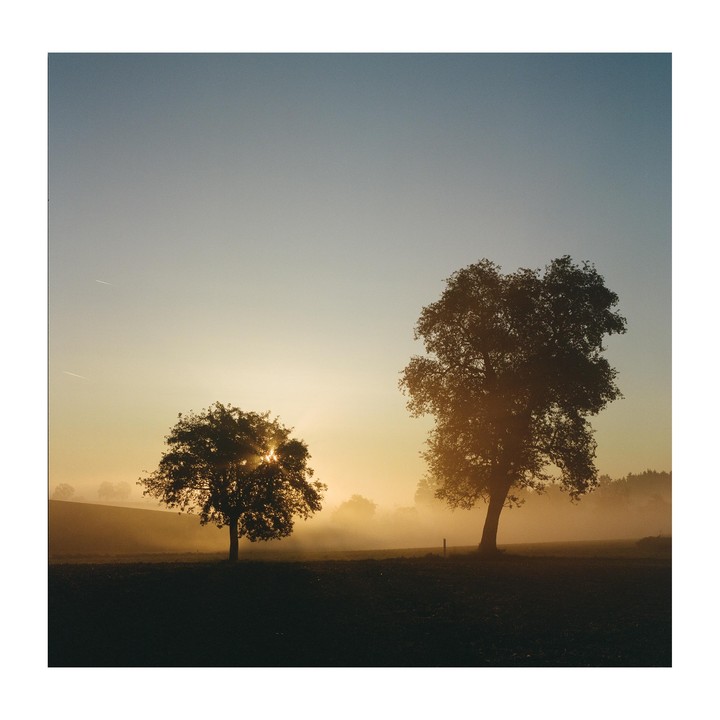 Two trees stand silhouetted against a hazy, golden sky at dawn.