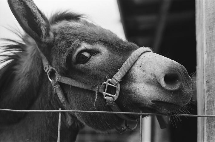 A donkey with a halter looks over a wire fence.