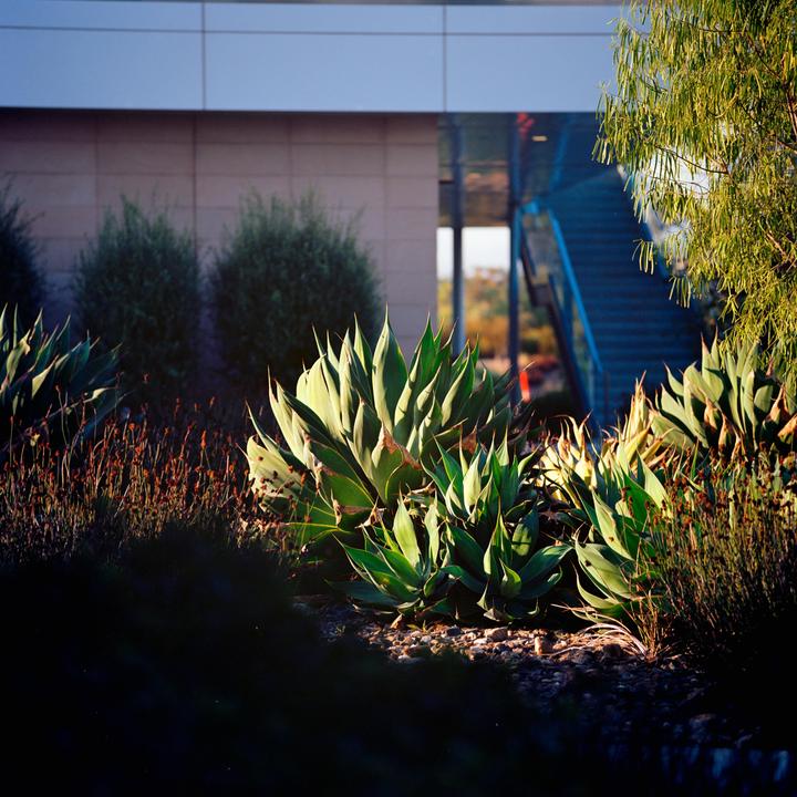 Agave plants are visible in a garden bed with a modern building and staircase in the background.