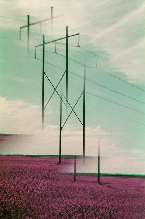 Power poles stand in a field of purple flowers under a cloudy sky.