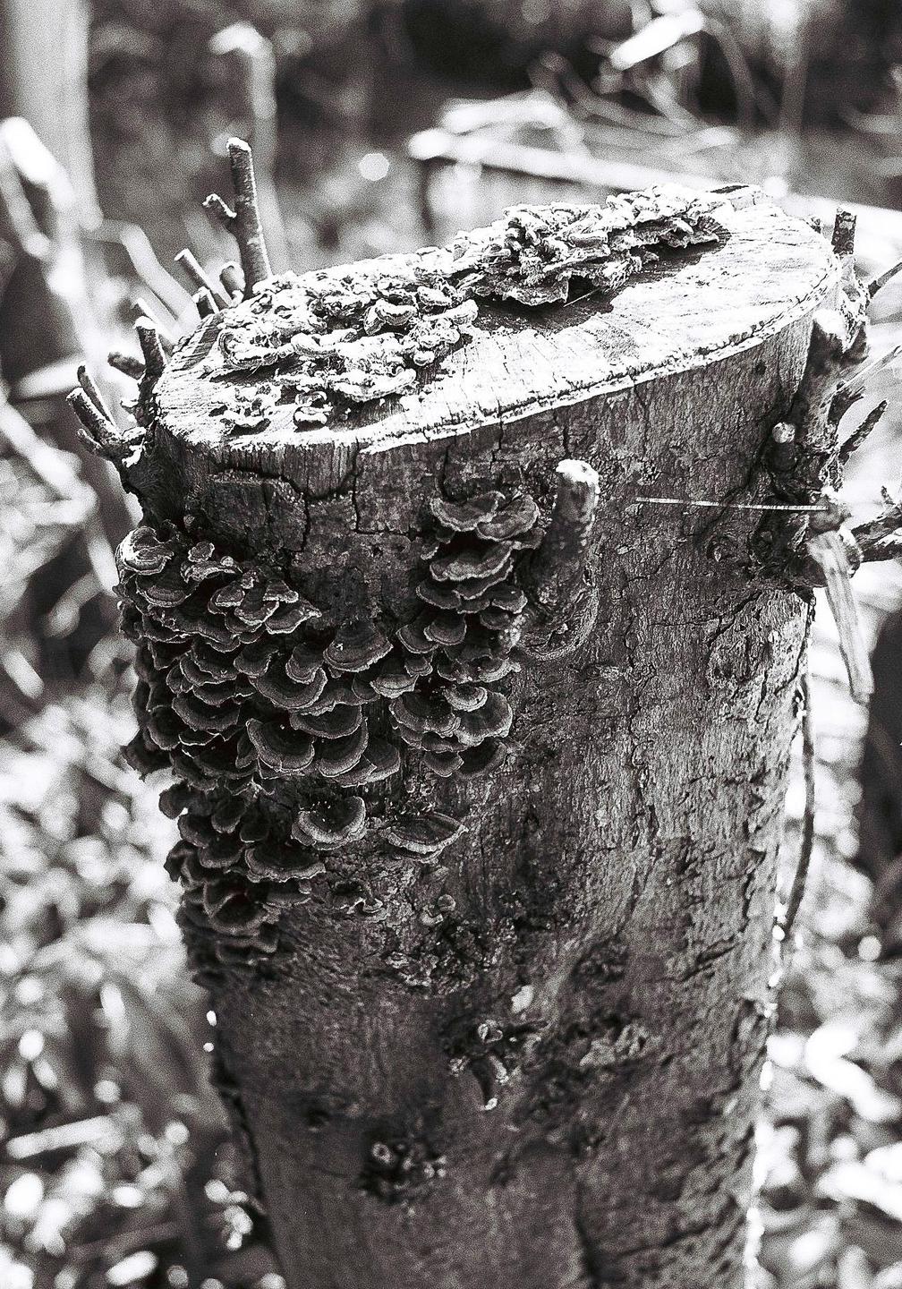 A tree stump covered in bracket fungi is shown in black and white.