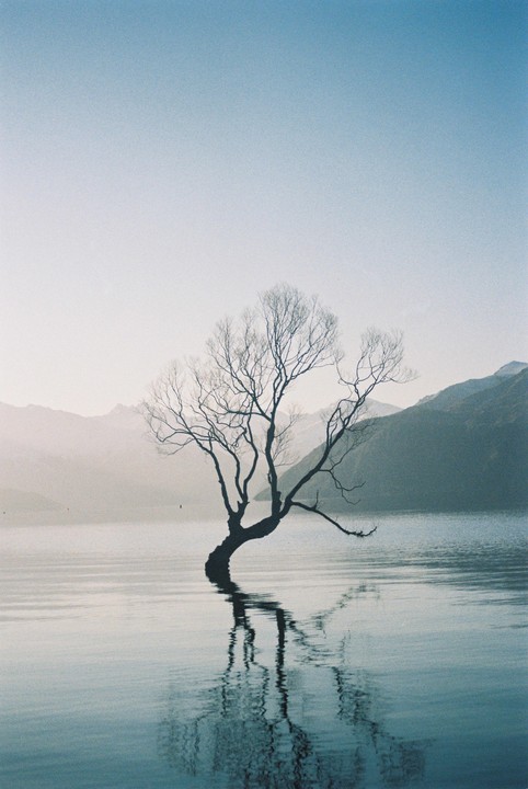 A lone tree with bare branches stands in a lake, its reflection visible on the water's surface, with mountains in the background.