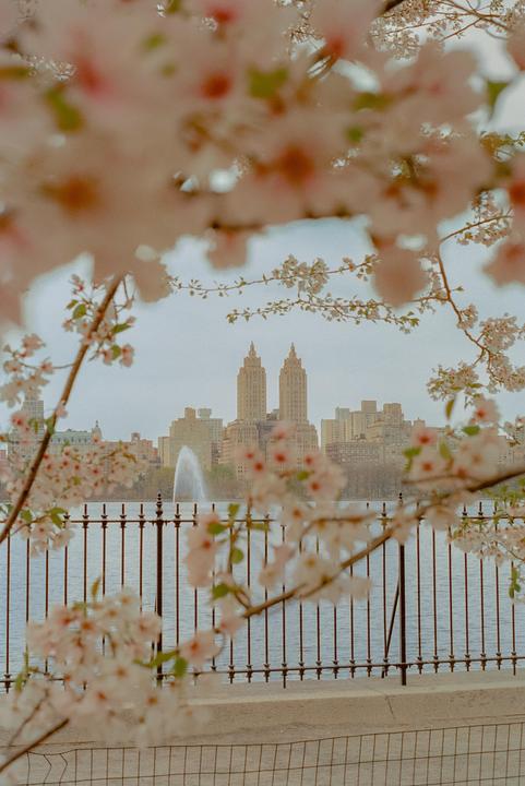 Cherry blossoms frame a view of a city skyline across a body of water with a fountain.
