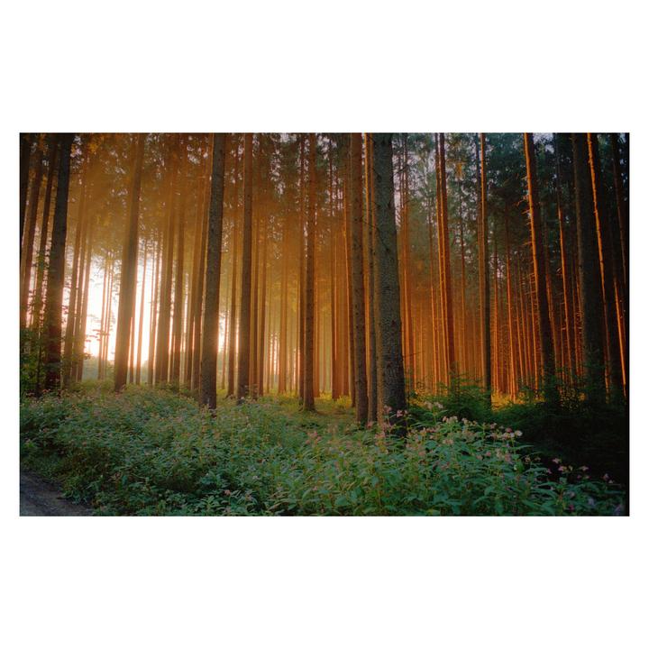 The sun shines through a dense forest of tall trees, illuminating the undergrowth.