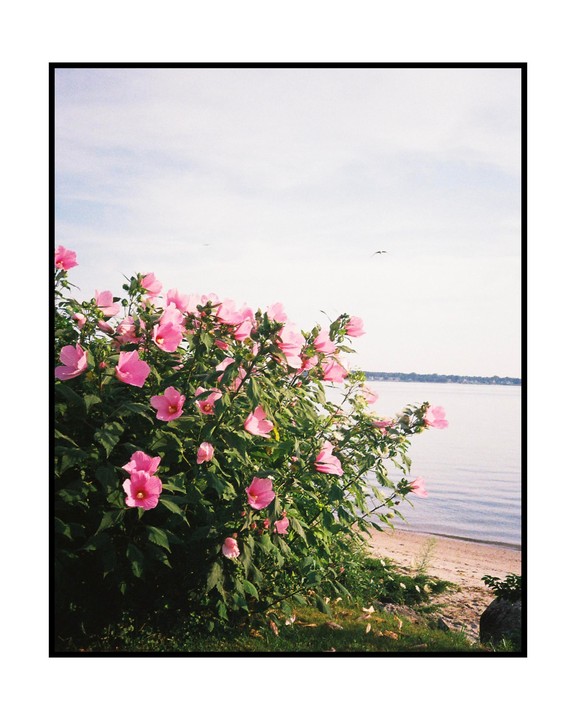 A bush with pink flowers grows on a sandy shore next to a body of water under a bright sky.
