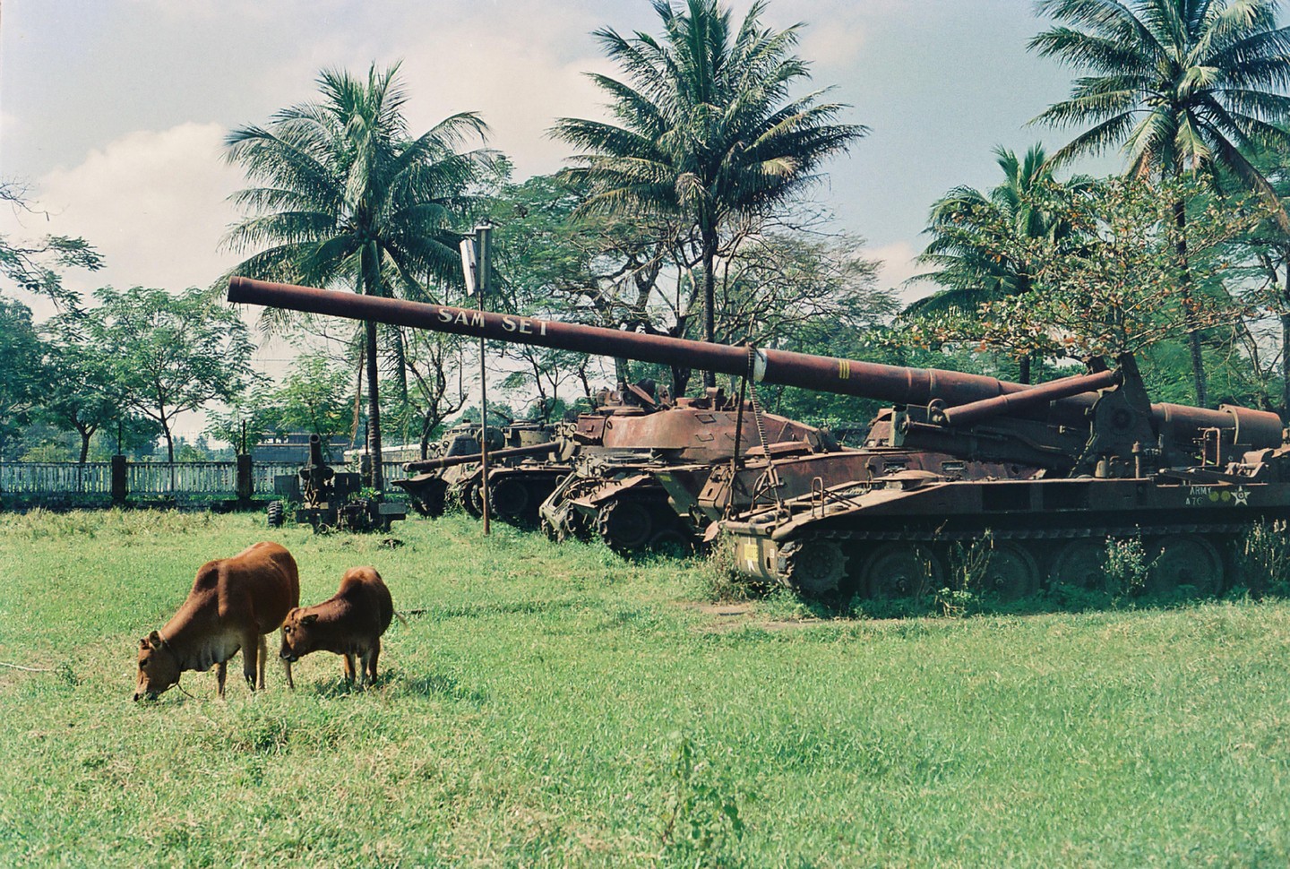 A cow and calf graze in a grassy field with several rusted military tanks and palm trees in the background.