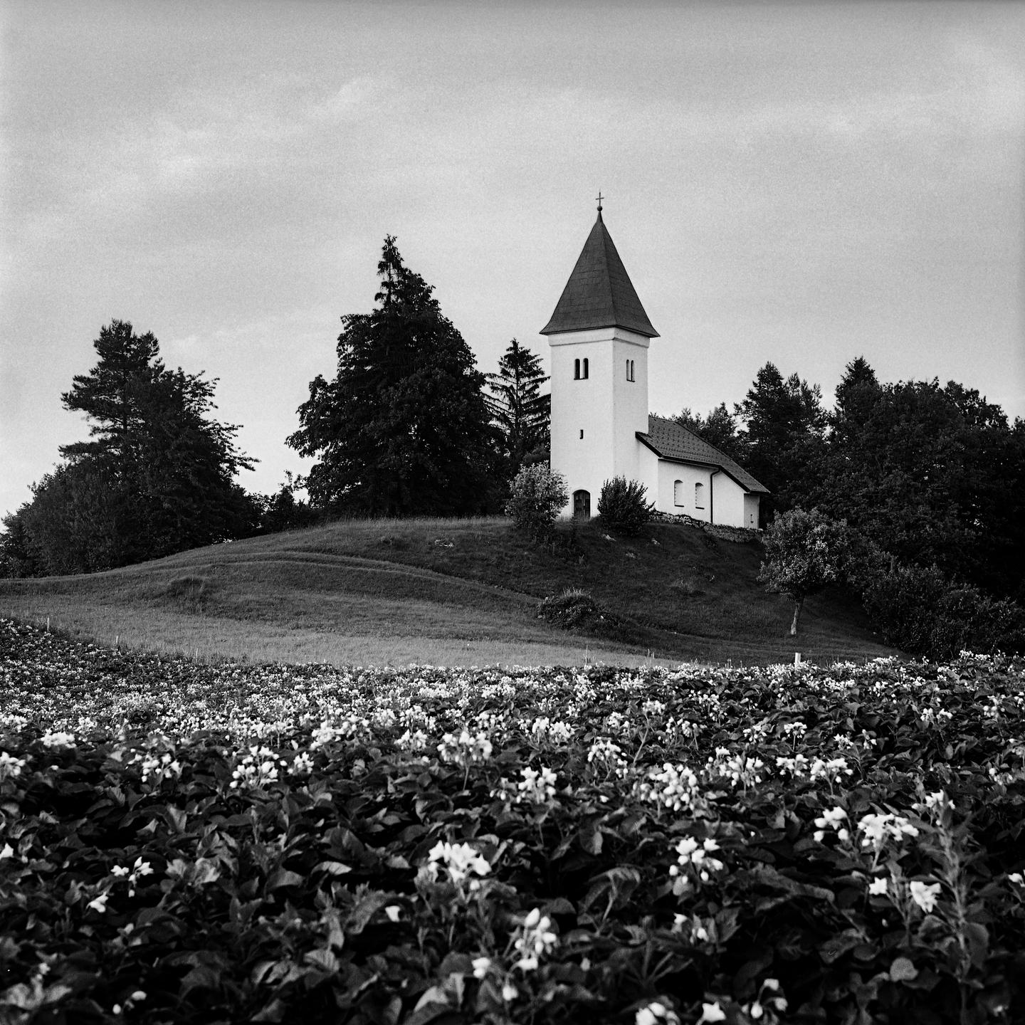 A white church with a tall steeple stands on a hill overlooking a field of blooming potato plants.