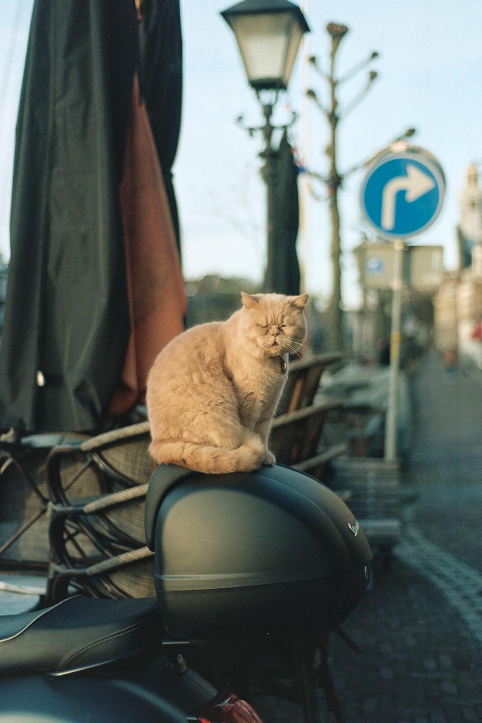 A ginger cat sits on the back of a scooter on a street in Rotterdam.
