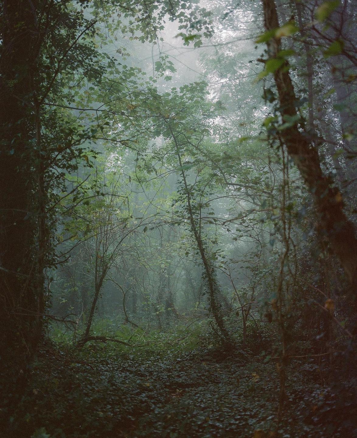 A dense forest is covered in fog with light filtering through the trees.