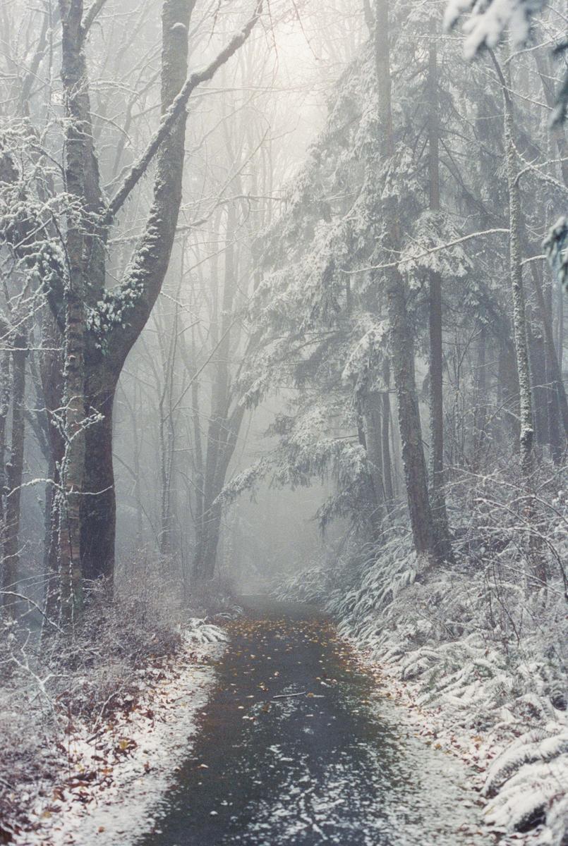 A path covered in fallen leaves leads through a snow-covered forest on a foggy morning.
