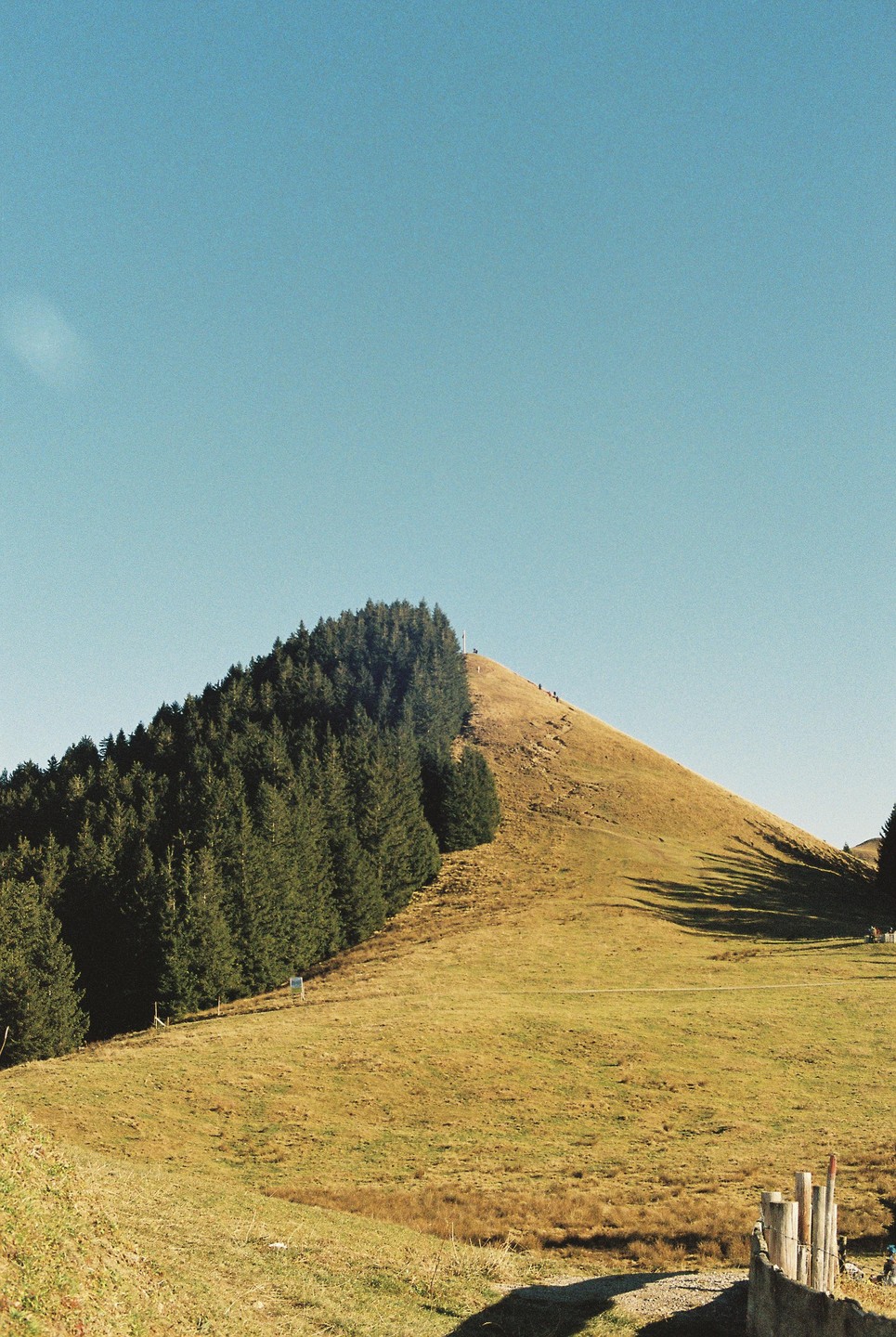 A grassy hill with a line of evergreen trees on one side slopes up to a clear blue sky.