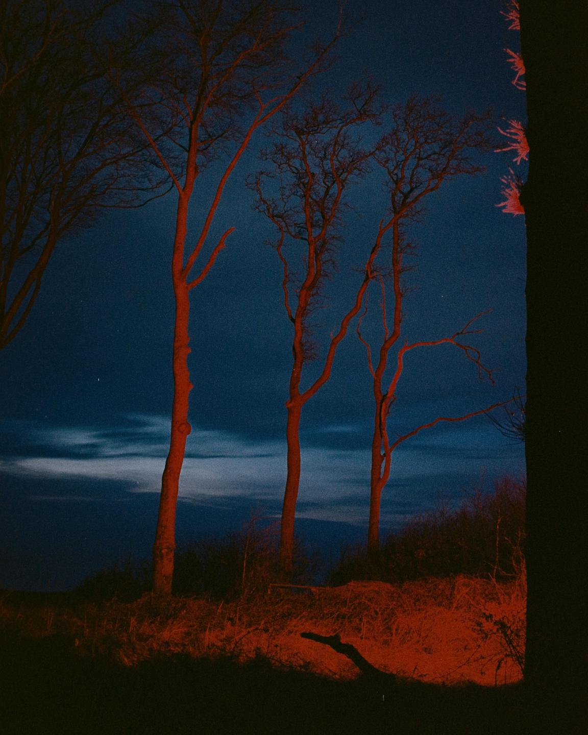 Three bare trees with red-orange trunks stand on a hill against a dark blue night sky.