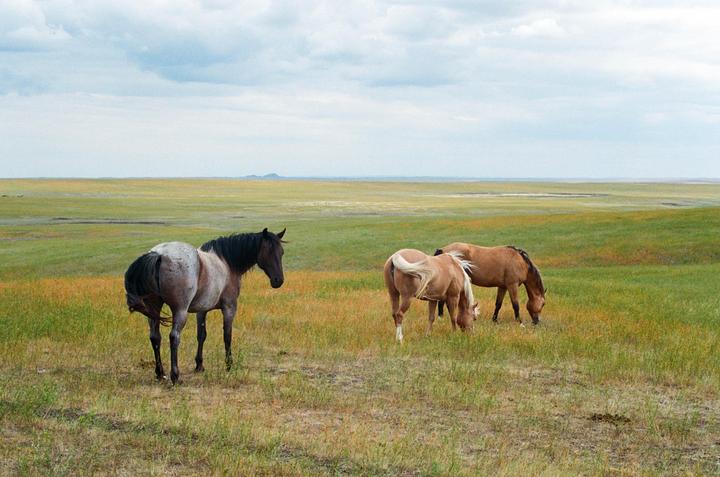 Three horses graze in a vast, grassy plain under a cloudy sky.