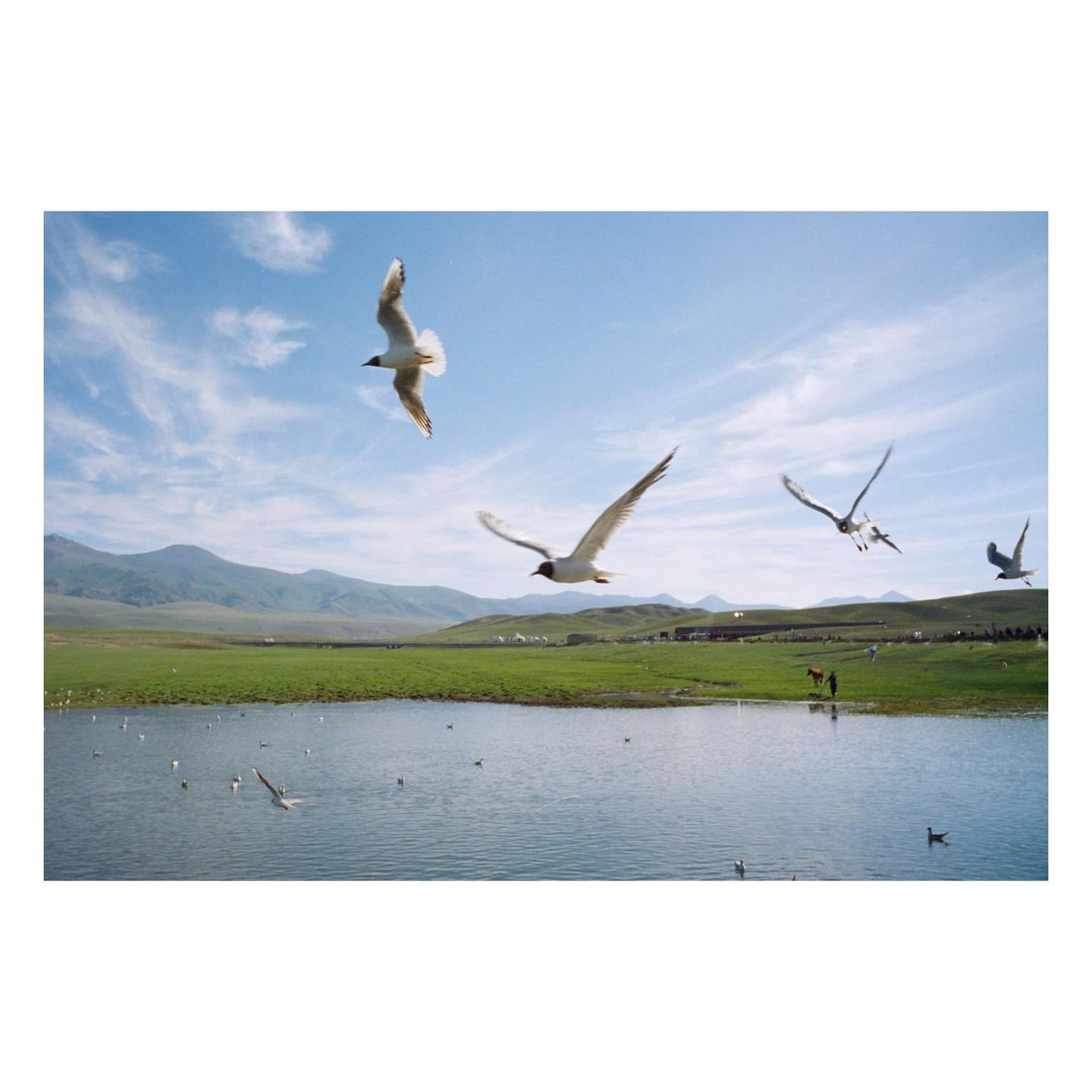 Several birds fly over a lake with green hills and mountains in the background.