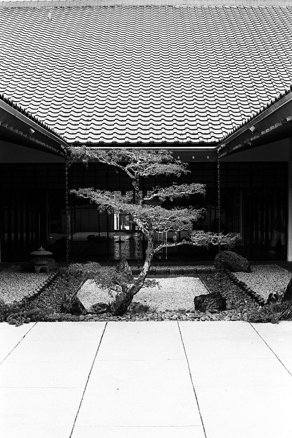 A small, gnarled tree stands in a gravel garden courtyard surrounded by traditional Japanese architecture with a tiled roof.