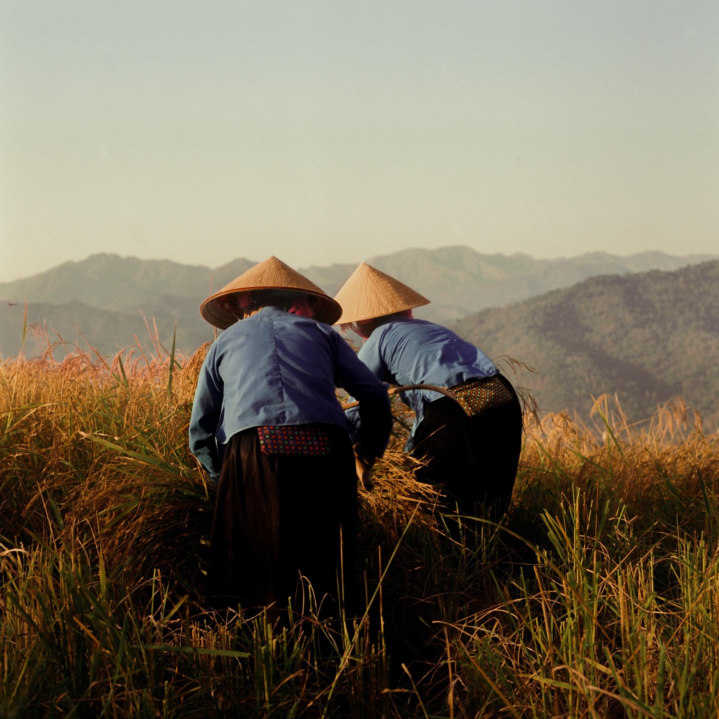 Two women wearing conical hats harvest rice in a field with mountains in the background.