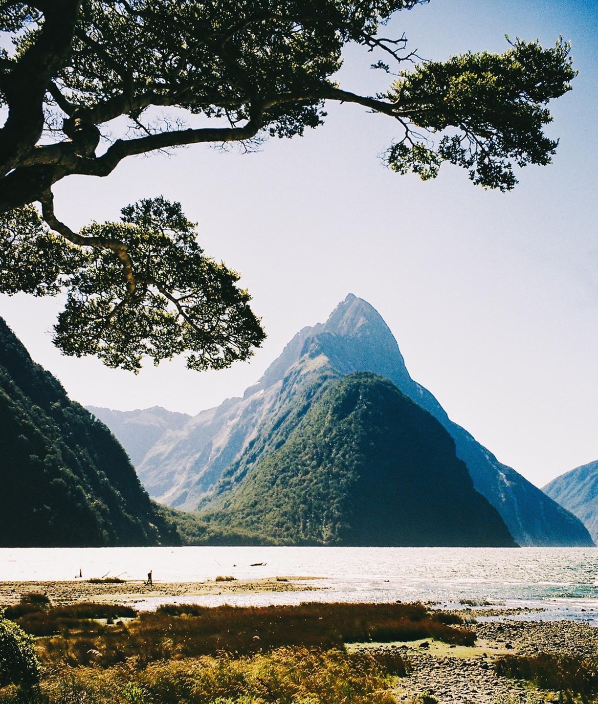 A large tree branch hangs over a body of water with mountains in the background.