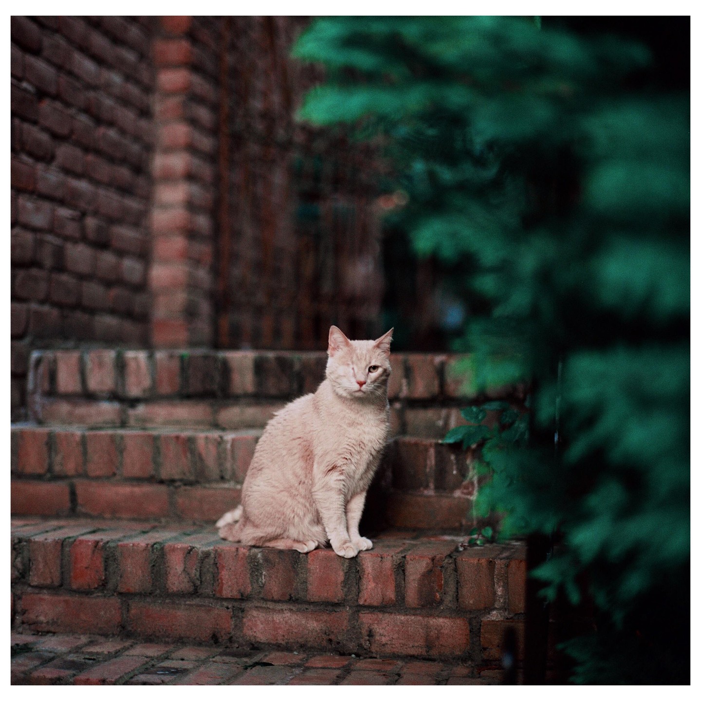 A one-eyed cat sits on brick steps next to green foliage.
