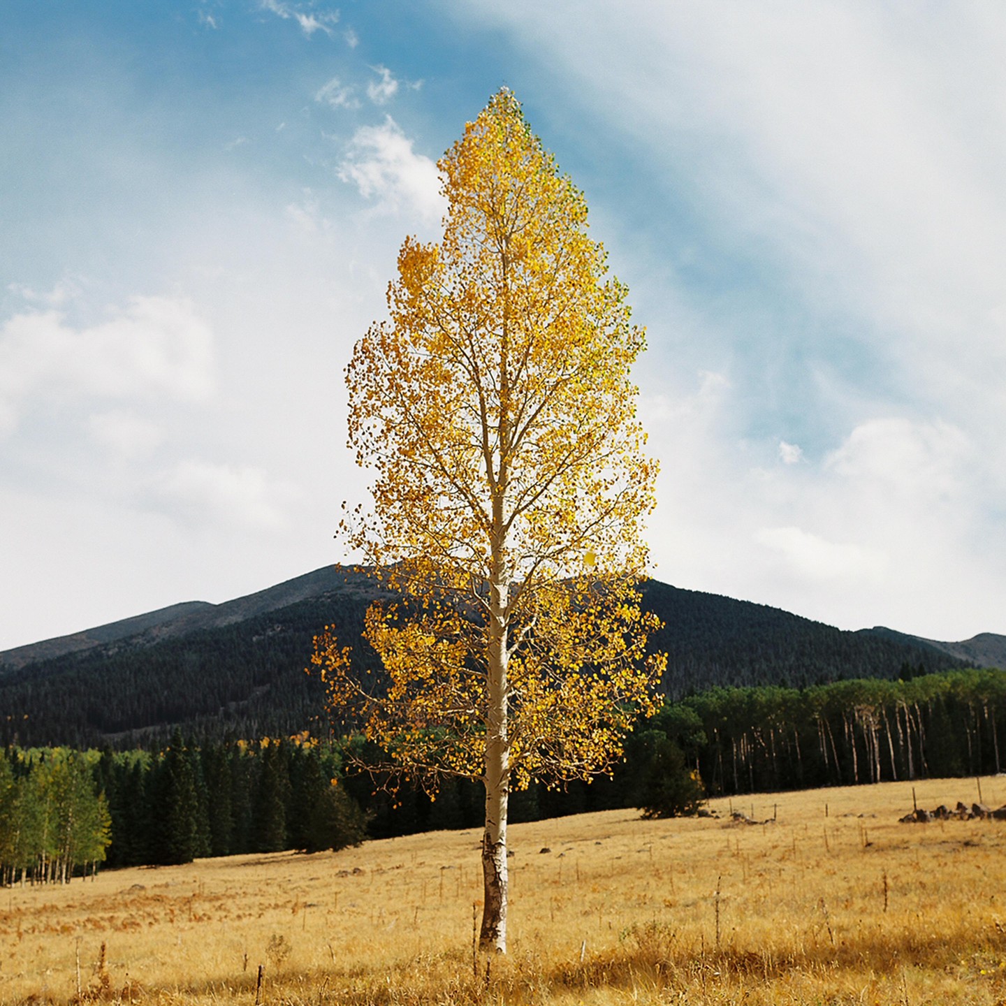 A single tree with yellow leaves stands in a field with mountains and a forest in the background.