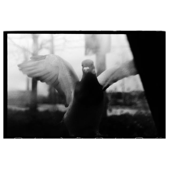 A pigeon with outstretched wings is captured in a black and white close-up.