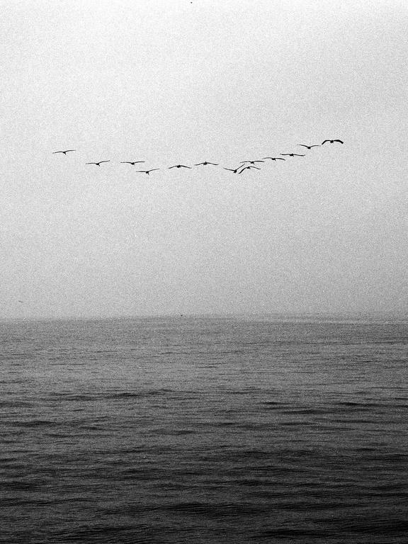 A flock of birds flies in formation over a body of water under a hazy sky.