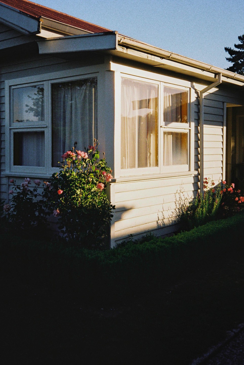 A house with white siding and a red roof is partially illuminated by golden hour light, with rose bushes in front of its windows.