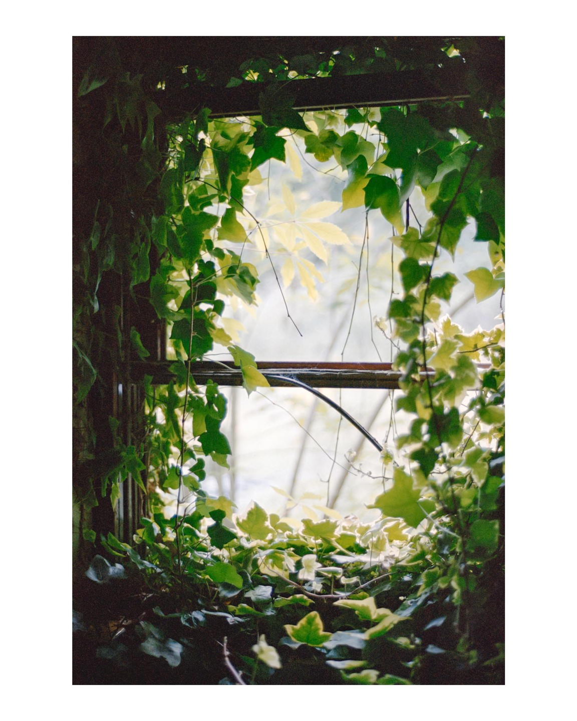 A window frame is overgrown with ivy, with lighter foliage visible through the glass.