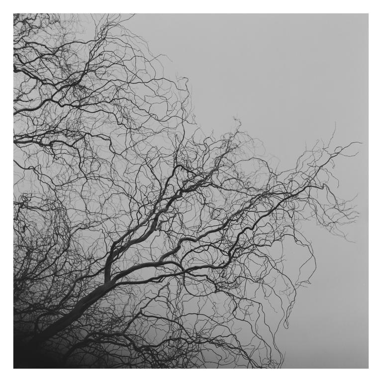 Bare tree branches are silhouetted against a bright sky.