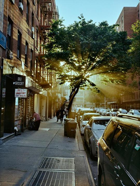Sunlight shines through a large tree on a city street lined with parked cars and brick buildings.