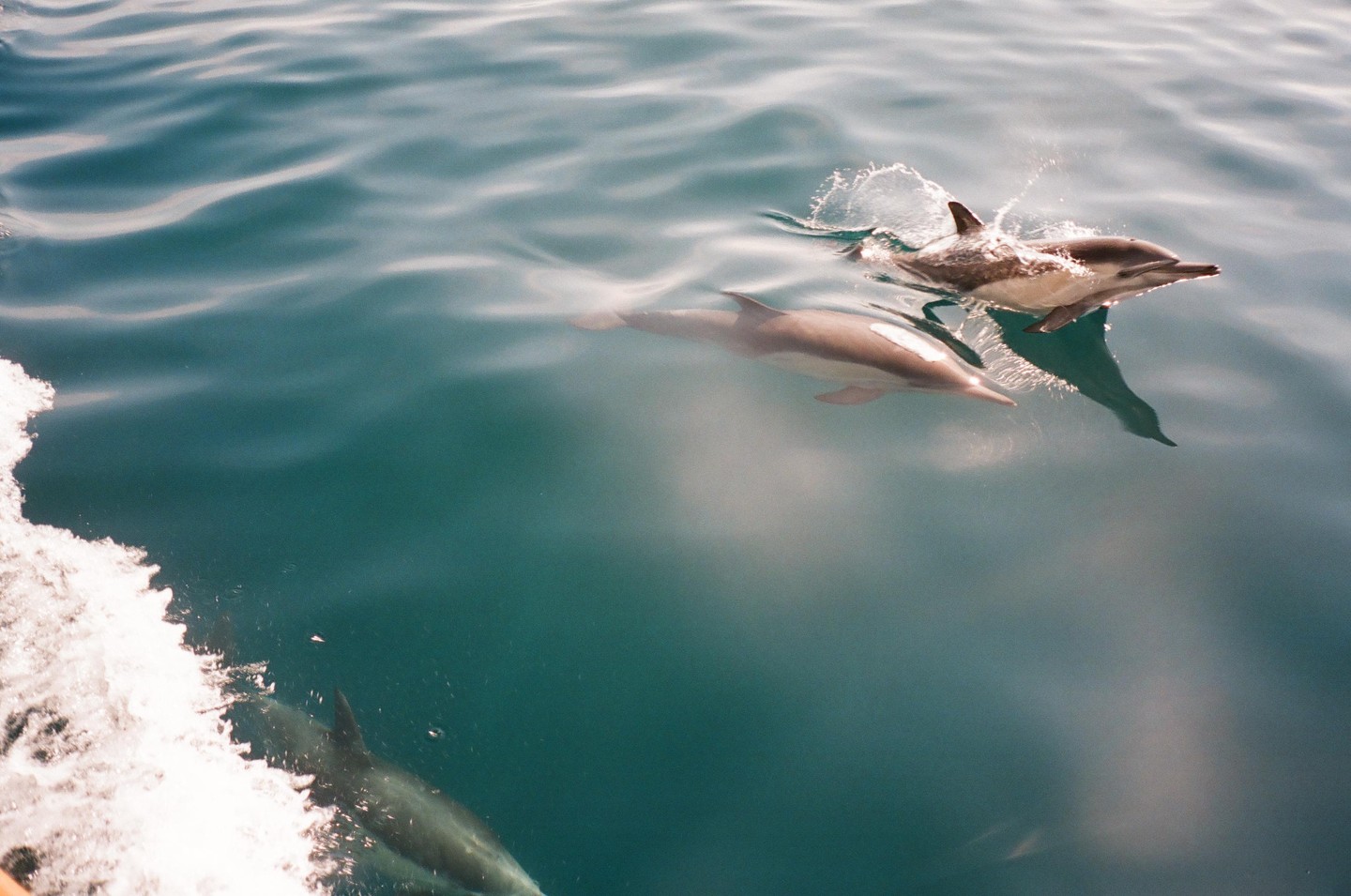 Three dolphins swim in the ocean, with one breaking the surface and another visible underwater.