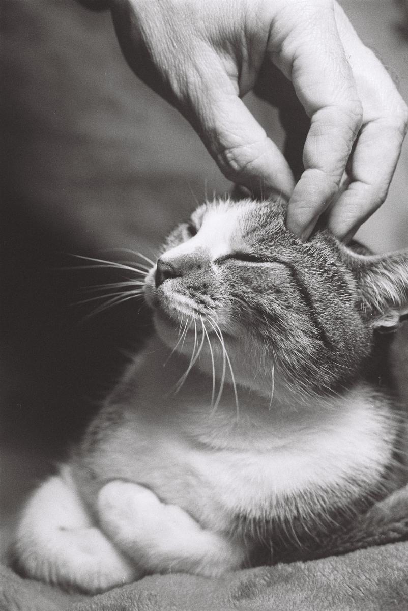 A hand scratches the head of a cat with closed eyes.