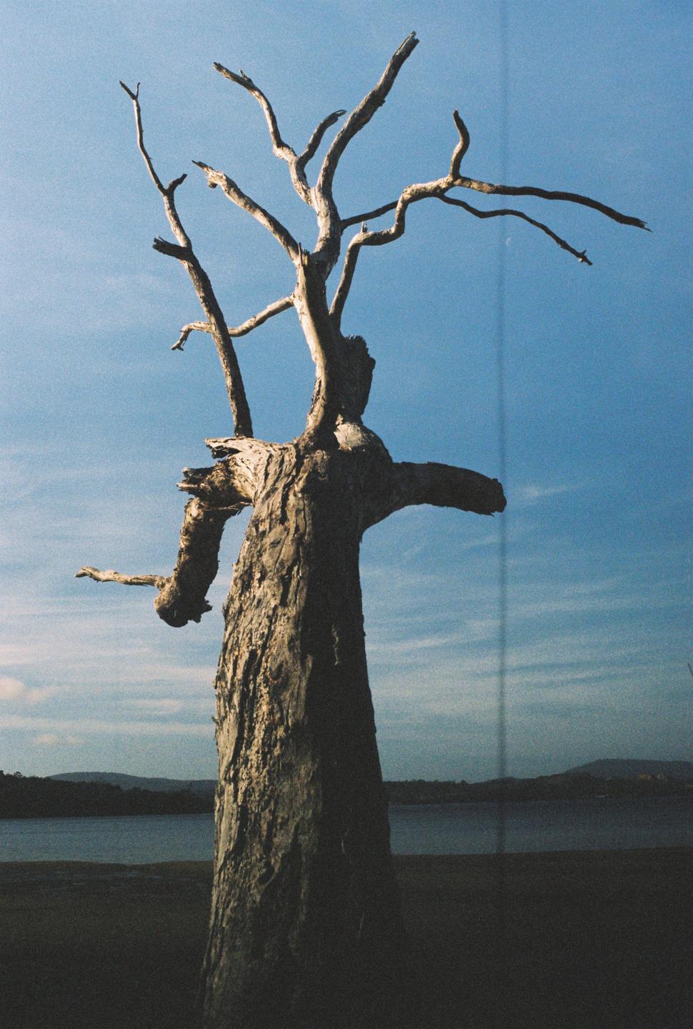 A dead tree with bare branches stands in front of a body of water and distant hills under a blue sky.