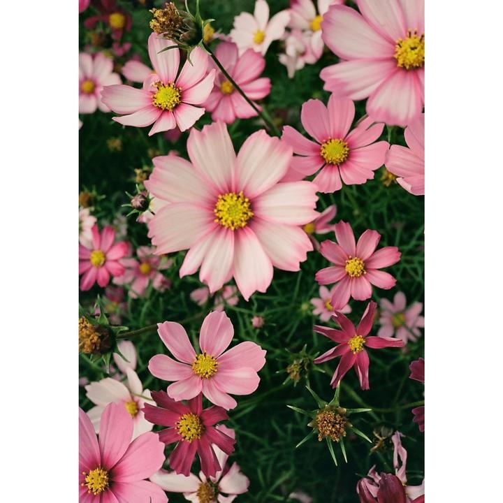 A field of pink and white cosmos flowers with yellow centers is shown from above.