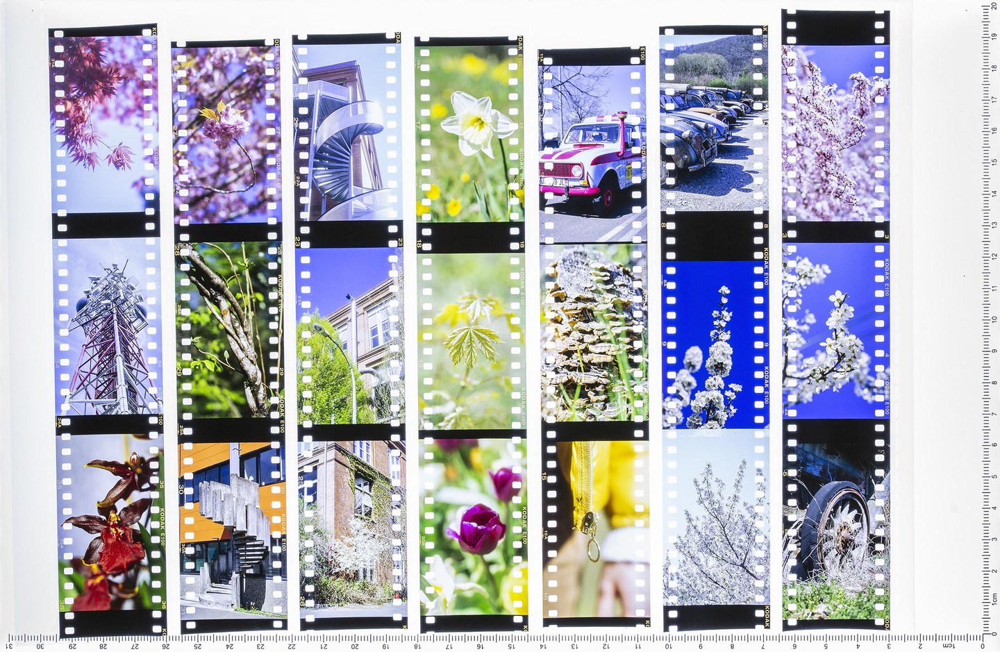 A contact sheet displays multiple images, including flowers, architecture, vehicles, and nature scenes.