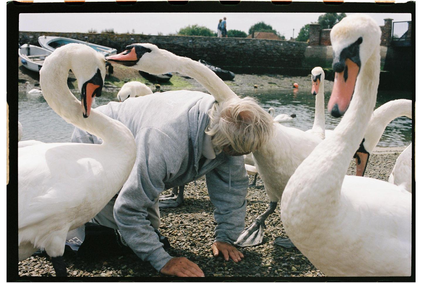 A person kneels on a rocky shore surrounded by several swans, with boats and water in the background.