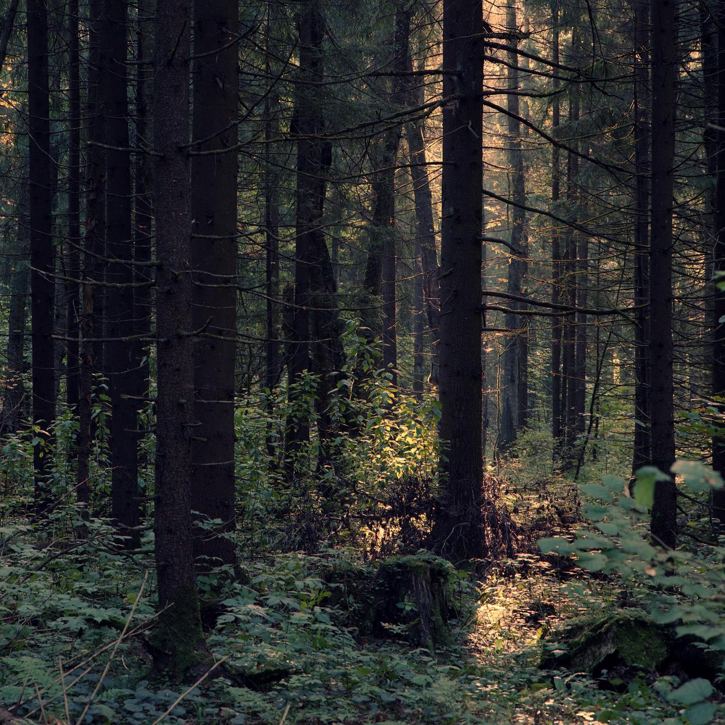 Sunlight streams through a dense forest, illuminating patches of undergrowth and tree trunks.