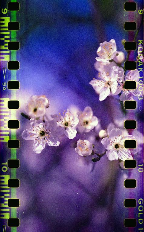A close-up shot shows white blossoms against a purple and blue background, with film borders on the left and right.