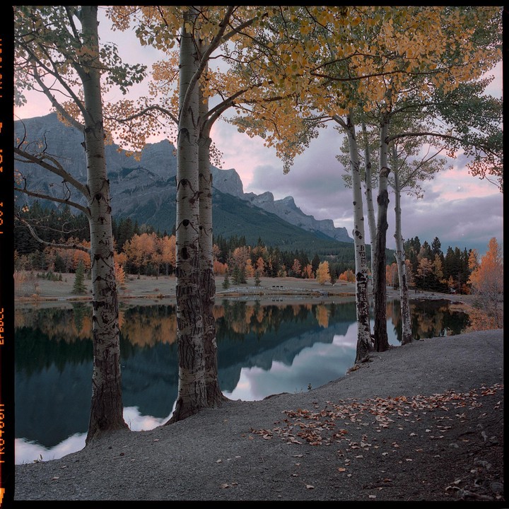 A row of trees with autumn foliage stands beside a lake that reflects mountains under a cloudy sky.