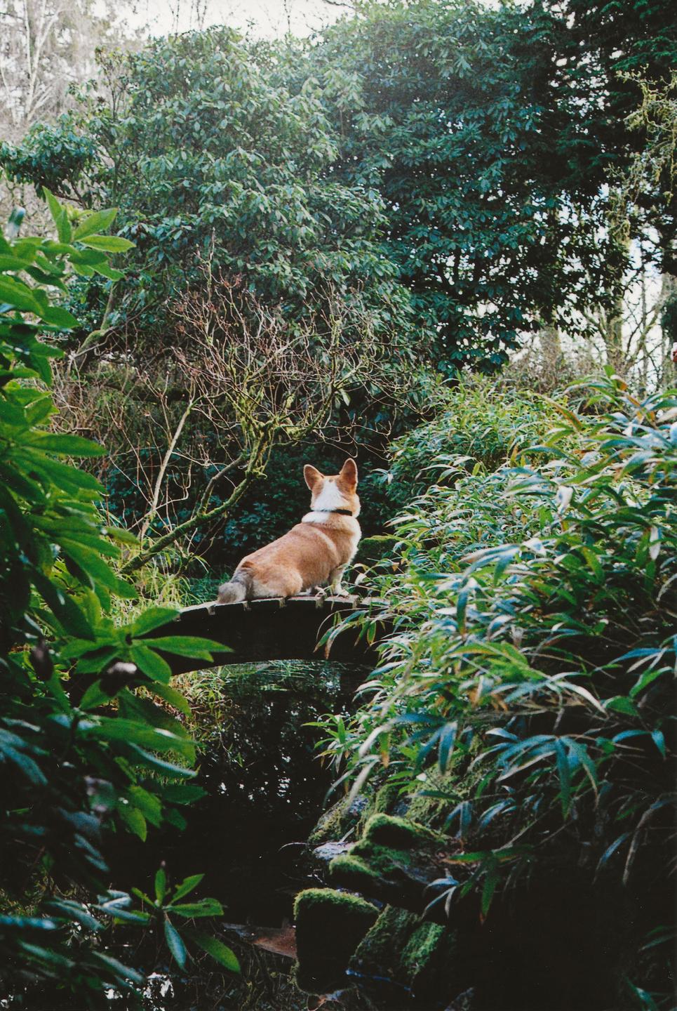 A corgi sits on a wooden bridge over a stream, surrounded by lush green foliage.