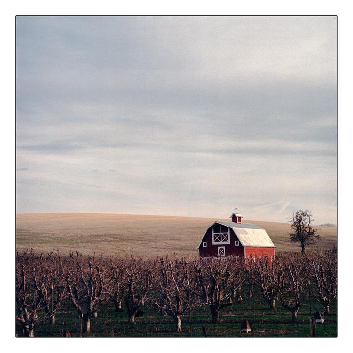 A red barn stands in a field of bare trees under a cloudy sky.