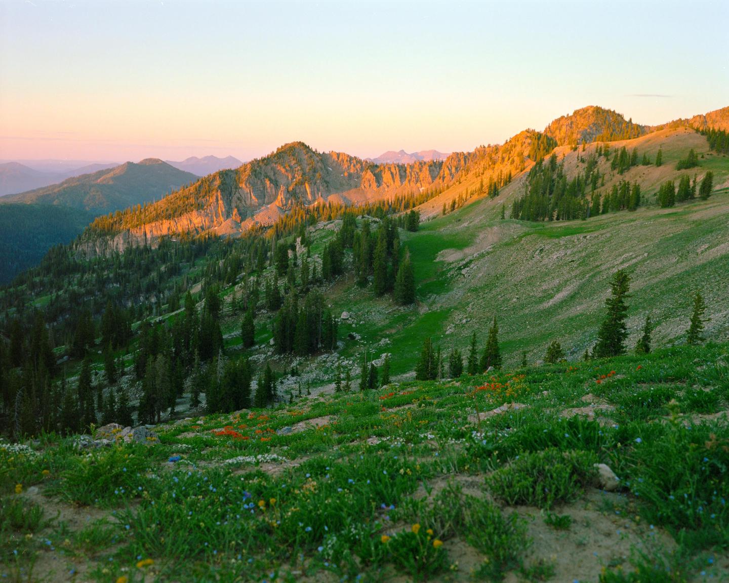 A mountain landscape is illuminated by the golden light of sunrise, with wildflowers in the foreground and a forest of pine trees covering the slopes.